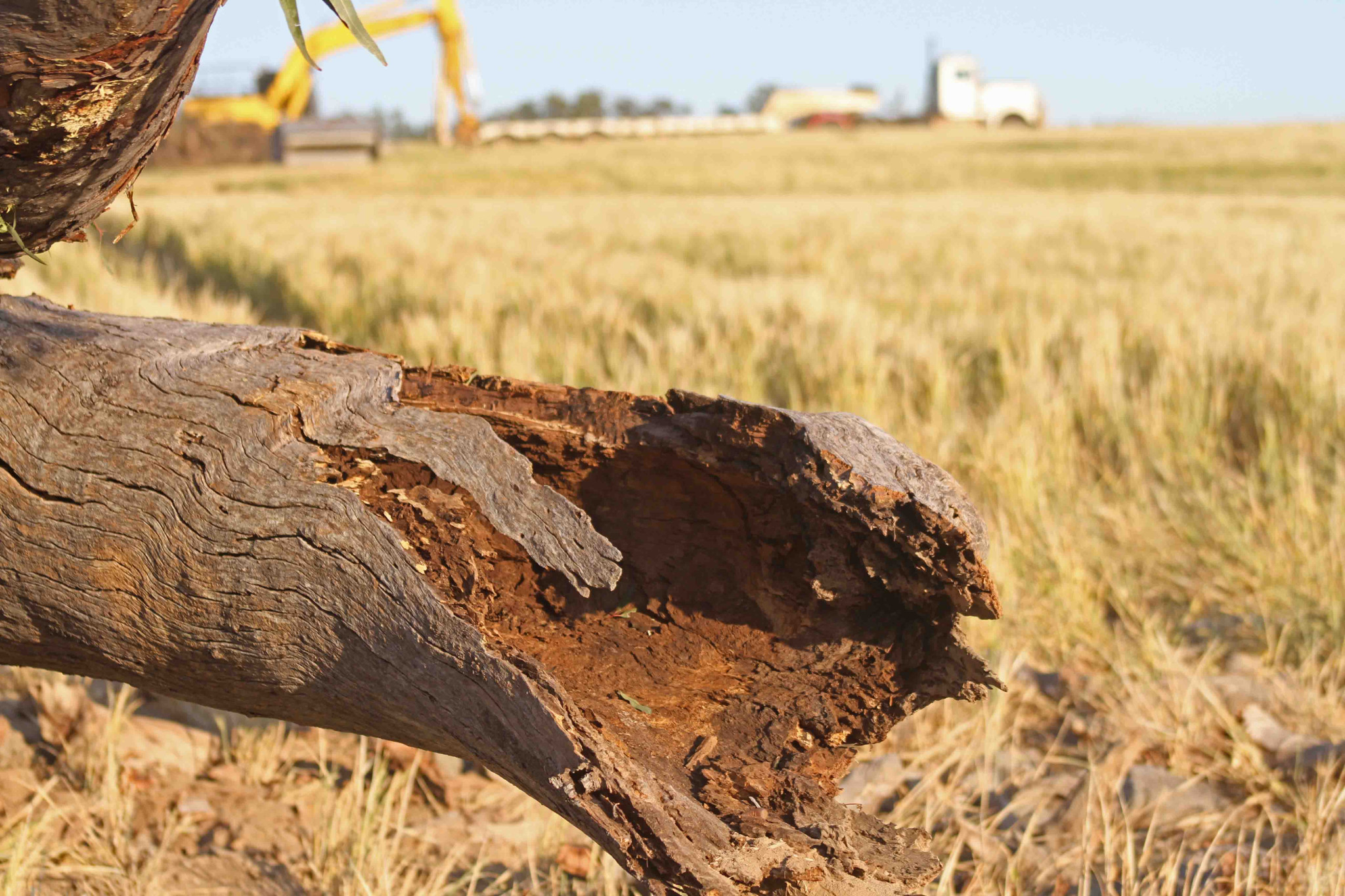 Photos show tree clearing conducted on the Hendon-Victoria Hill Road.