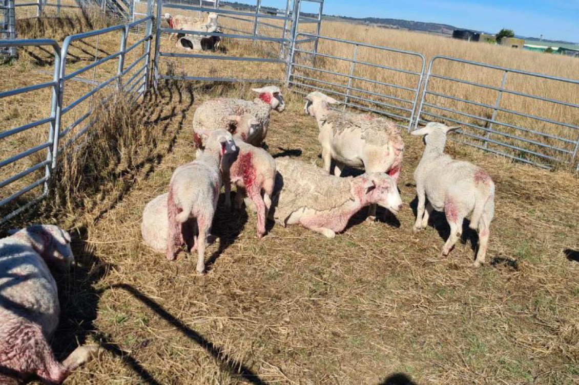 Sheep attacked at Freestone.